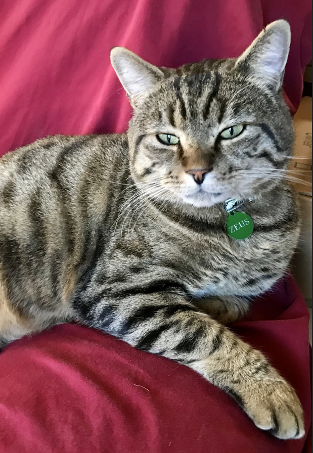 Zeus the cat showing his Green Tag
